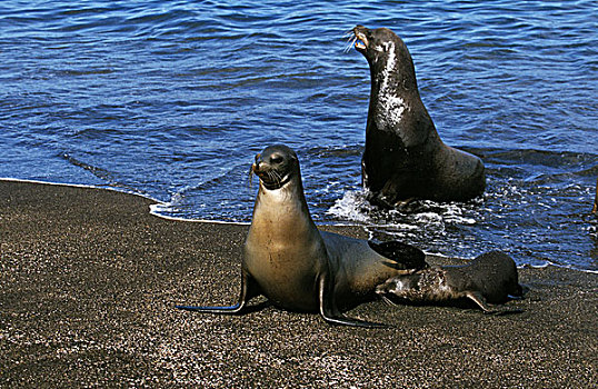 加拉帕戈斯,海狗,毛海狮,母亲,幼兽,站立,海滩,加拉帕戈斯群岛