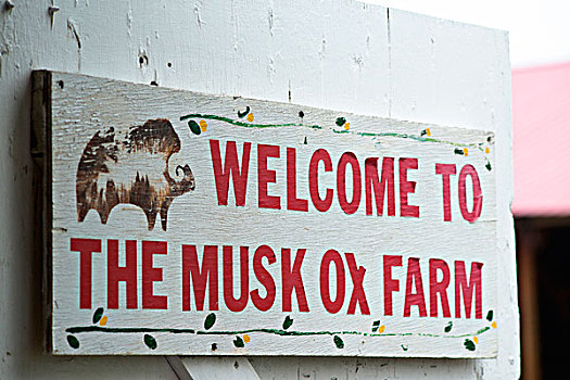 欢迎,著名,麝牛,农场,阿拉斯加,大幅,尺寸