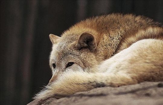 休息,狼,哺乳动物,德国,欧洲,动物