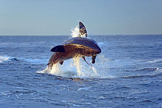 大白鲨,沙鲨属,猎捕,捕食,海豹岛,西海角,南非,非洲