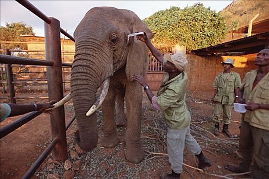 非洲象,孤儿,药物,东察沃国家公园,肯尼亚