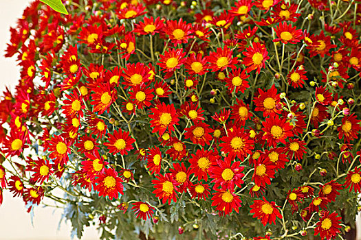 菊花,花朵,开放,诱惑,美丽,富贵,荣华,颜色,花瓣,盆景,植物