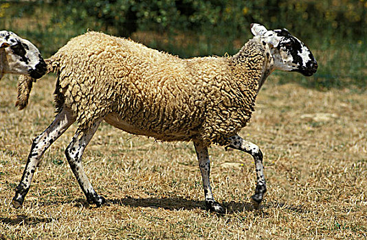 绵羊,法国人