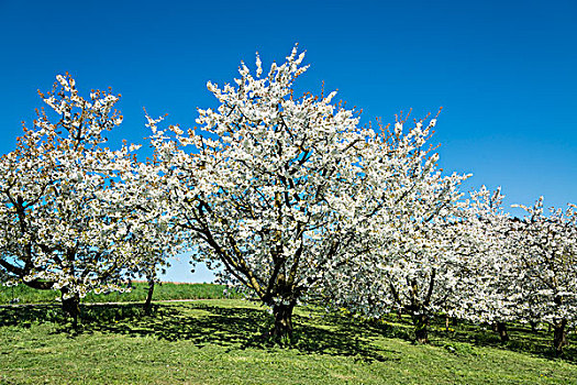 花,果树,春天,康士坦茨湖,区域,巴登符腾堡,德国,欧洲