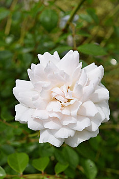 漂亮,花,白色蔷薇,特写