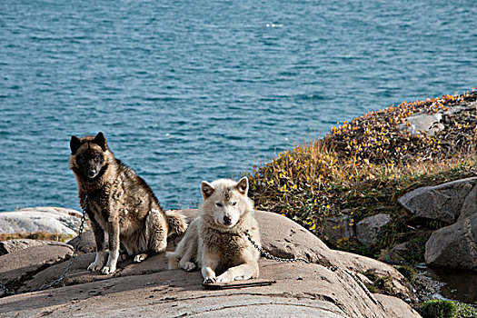 格陵兰,半岛,迪斯科湾,一对,著名,工作,雪橇狗,大幅,尺寸