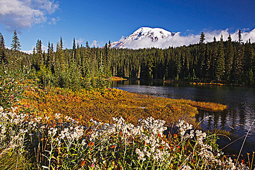 秋色,雷尼尔山,背景,山,国家公园,华盛顿,美国