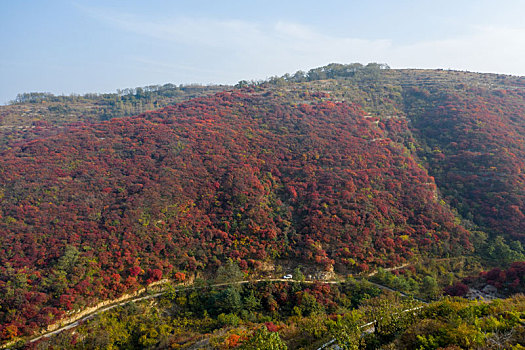 航拍济南章丘赵家岭村红叶漫山