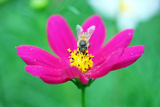 波斯菊与蜜蜂