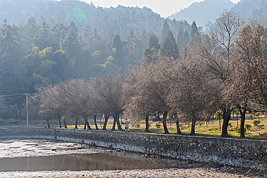 树,蓝天,田野,山,背景,牛,寺庙,村庄,山岗,河,池塘,湖,水,岸