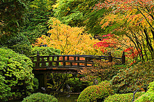 桥,日式庭园,月亮,波特兰,华盛顿,公园,俄勒冈,美国