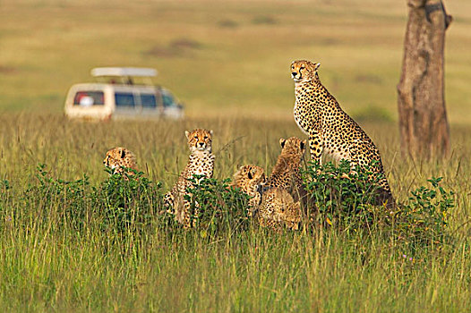 印度豹,猎豹,旅游,吉普车,草,马赛马拉国家保护区,肯尼亚