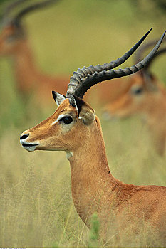 肖像,黑斑羚,塞伦盖蒂国家公园,坦桑尼亚