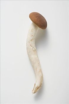 蘑菇,意大利
