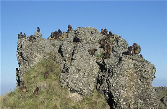 狮尾狒,群,睡觉,石头,塞米恩国家公园,山,国家公园,埃塞俄比亚
