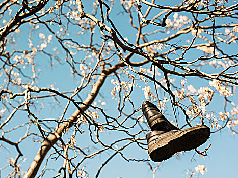 仰视,一对,靴子,悬着,花,树,蓝天
