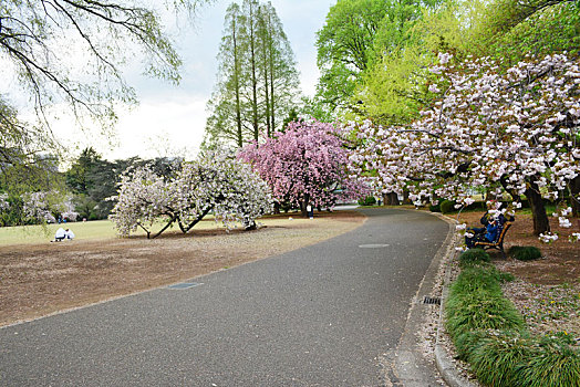 日本东京上野公园樱花