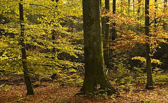 秋天,山毛榉,树林,德国,欧洲