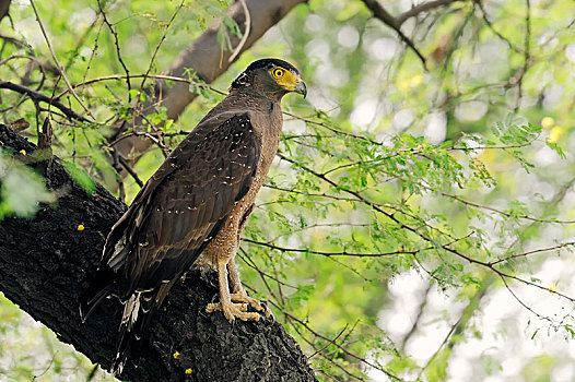 毒蛇,鹰,盖奥拉迪奥,国家公园,巴拉特普尔,拉贾斯坦邦,印度,亚洲