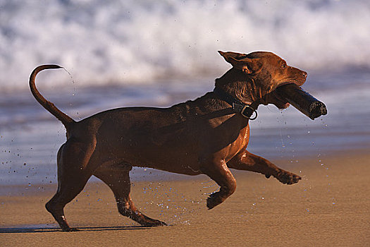 狗,木头,棍,跑,海滩,考艾岛,夏威夷,美国