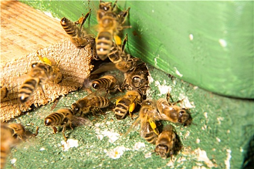 蜜蜂,入口,生物群,蜂巢