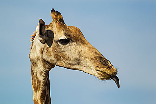 南方长颈鹿,长颈鹿,雌性,伸出,舌头,特写,头像,卡拉哈里沙漠,卡拉哈迪大羚羊国家公园,南,非洲