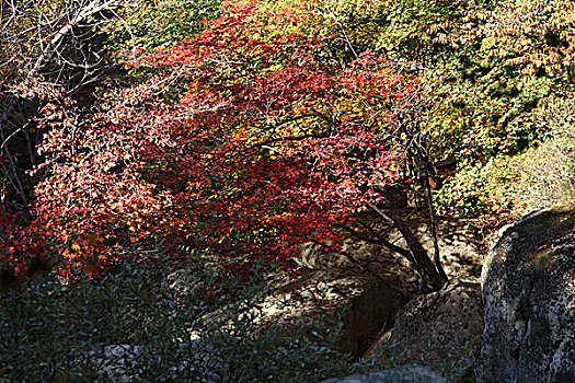 本溪,老边沟,景区,旅游,山坡,峡谷,山谷,植被,自然,风光,秋季,红叶,色彩,艳丽,河道,流水