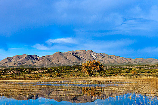 沙丘鹤,水塘,博斯克德尔阿帕奇,新墨西哥
