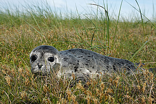 斑海豹,幼仔,东弗里西亚群岛,东方,下萨克森,德国,欧洲