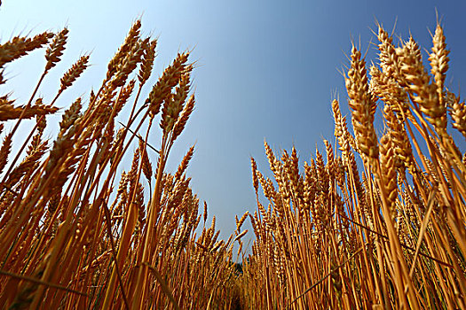 小麦农业生产