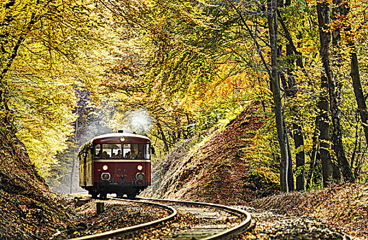 列车,树林,轨道,秋叶,逆光,莱茵兰普法尔茨州,德国