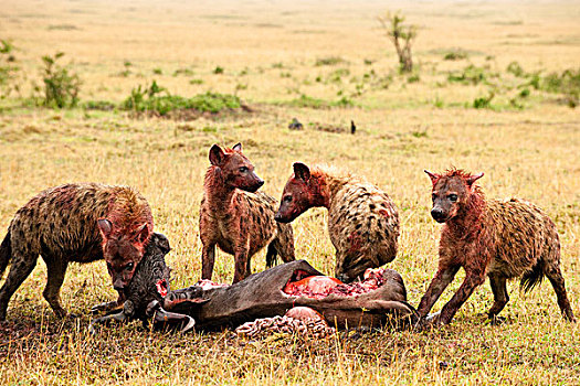 鬣狗,肯尼亚