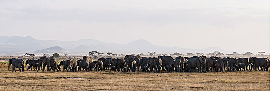 非洲大象043