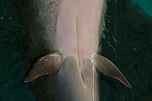 宽吻海豚,雌性,下面,展示,鳍,抓住,海岸,日本,太极,鲸,博物馆