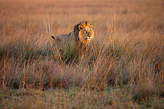 非洲狮,博茨瓦纳