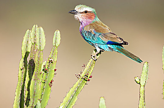 紫胸佛法僧鸟,紫胸佛法僧,荒野,肯尼亚