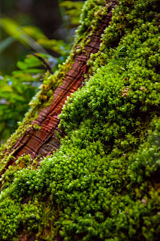 特寫森林中翠綠的蕨類植物,綠色的苔蘚植物