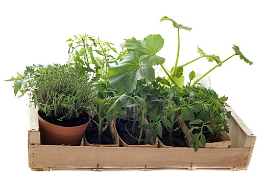 蔬菜,幼苗,板条箱