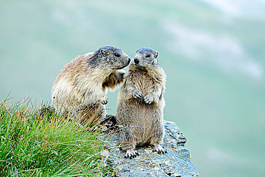 两个,阿尔卑斯土拨鼠,旱獭,嗅,相互,上陶恩山国家公园,提洛尔,奥地利,欧洲