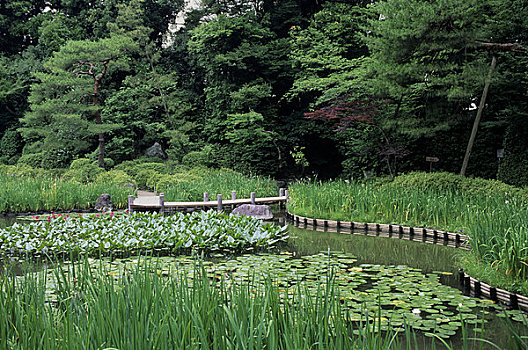 日本,京都,平安神宫,神社,花园,水塘,荷花