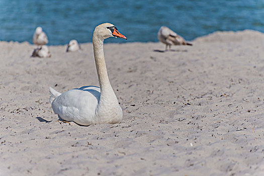疣鼻天鹅,天鹅,休息,沙子,海滩,波罗的海,梅克伦堡前波莫瑞州,德国,欧洲