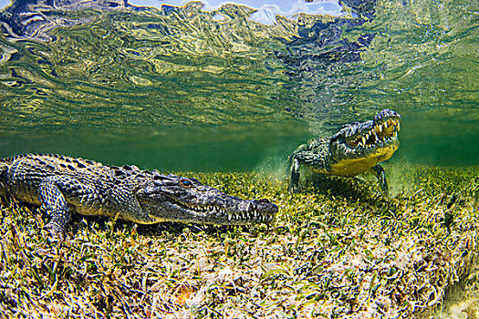 水下视角,两个,鳄鱼,礁石,堤岸,墨西哥