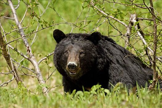 黑熊,春天,莎草,湾流,冰河湾国家公园,阿拉斯加