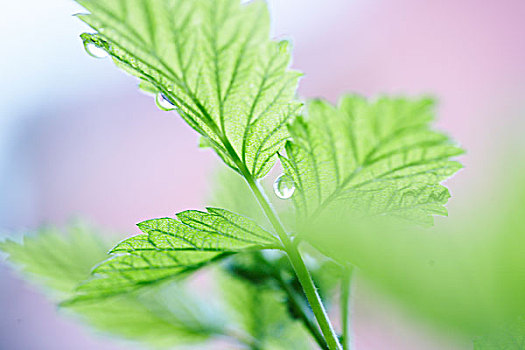 叶子,树莓,植物