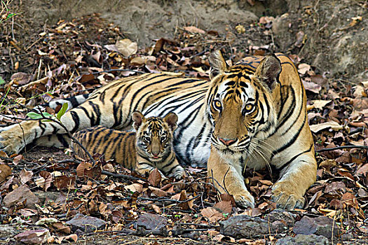 孟加拉虎,虎,母亲,星期,老,幼兽,巢穴,班德哈维夫国家公园,印度