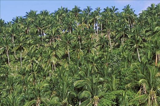 多米尼加共和国,棕榈树