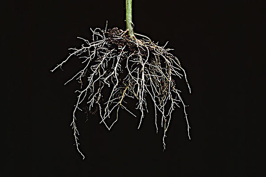 棚拍,植物,根,黑色背景,背景