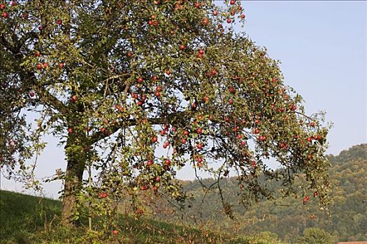 苹果树,水果,德国