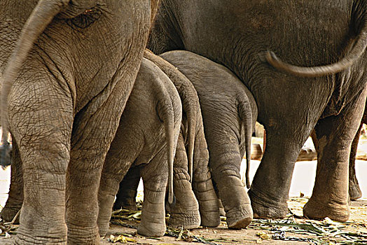 泰国,亚洲象,大幅,尺寸