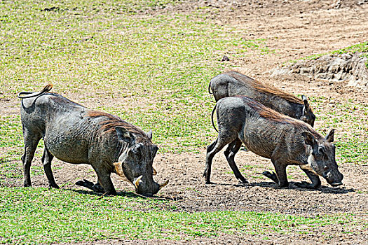 疣猪,马赛马拉国家保护区,肯尼亚,非洲